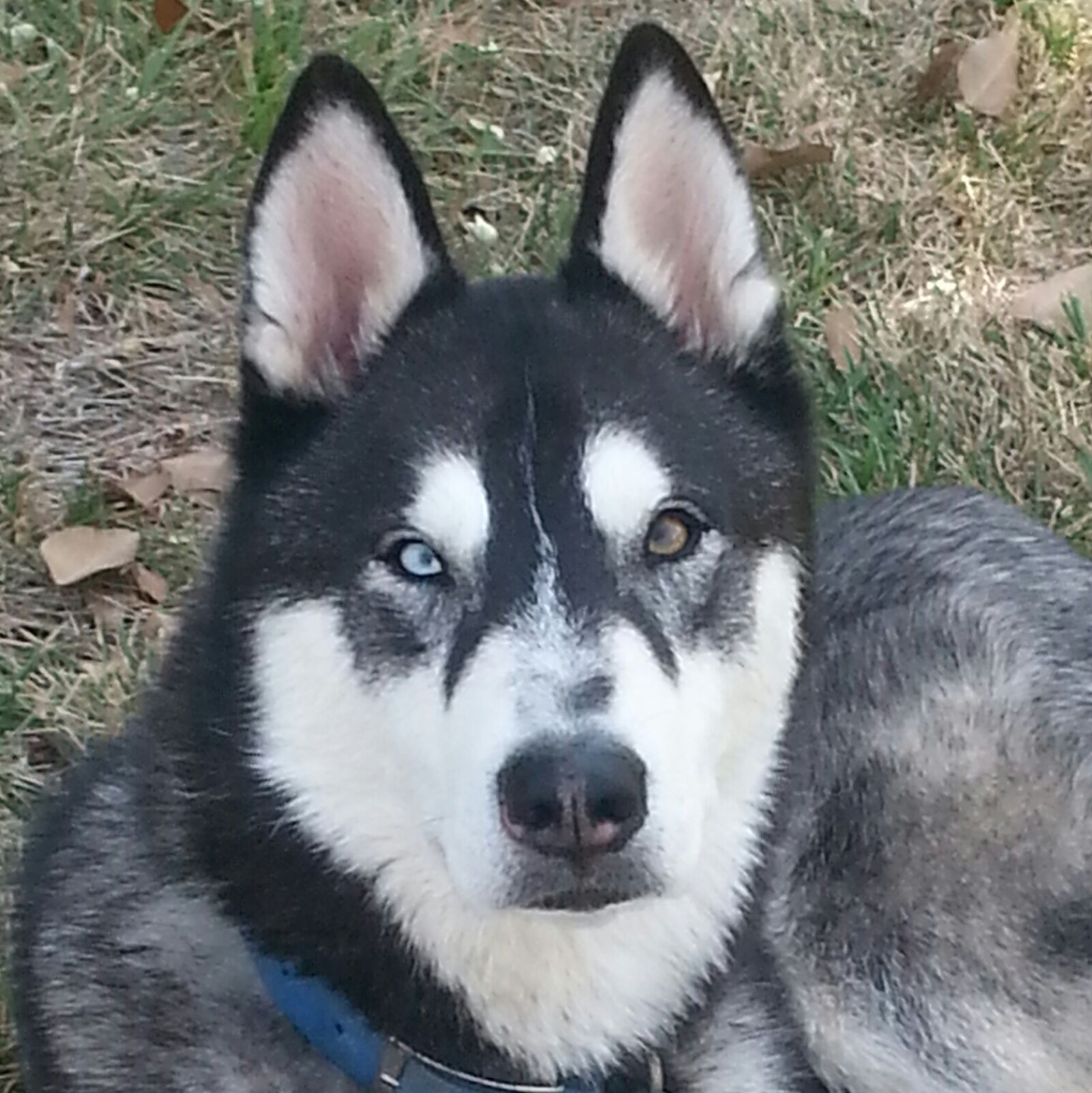 Samsung Galaxy S3 sample photo. Siberian, husky photography