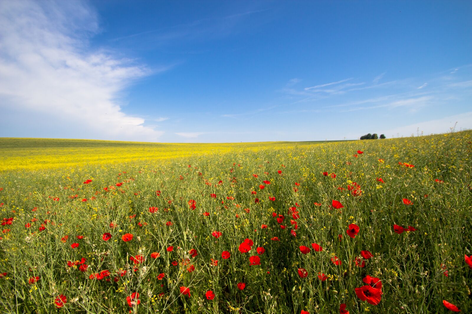 Canon EOS 600D (Rebel EOS T3i / EOS Kiss X5) sample photo. Flower, oilseed rape, field photography