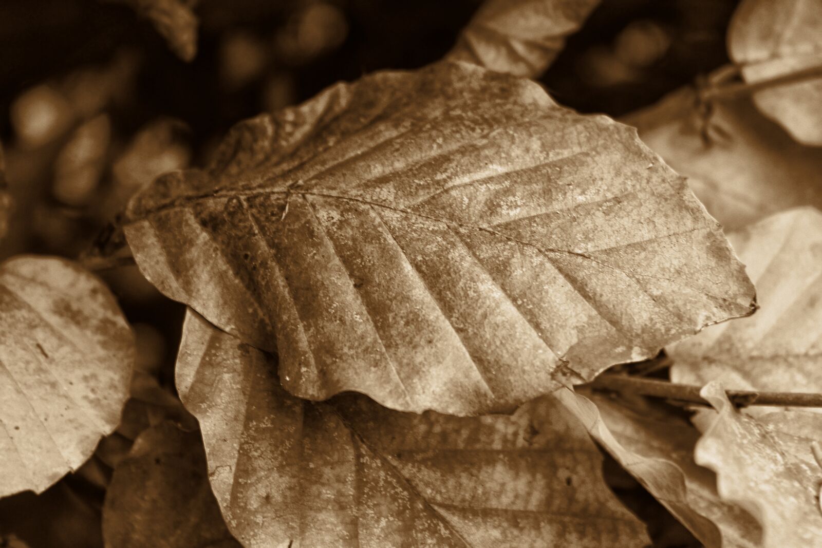 Canon EOS 600D (Rebel EOS T3i / EOS Kiss X5) sample photo. Autumn, leaves, retro photography