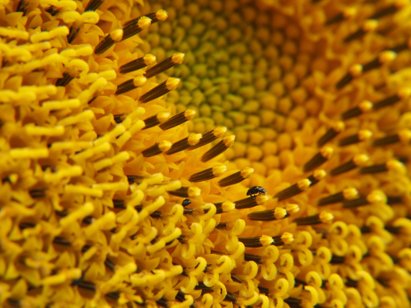 Panasonic Lumix G Vario 14-42mm F3.5-5.6 ASPH OIS sample photo. Sunflower, sunshine, yellow photography