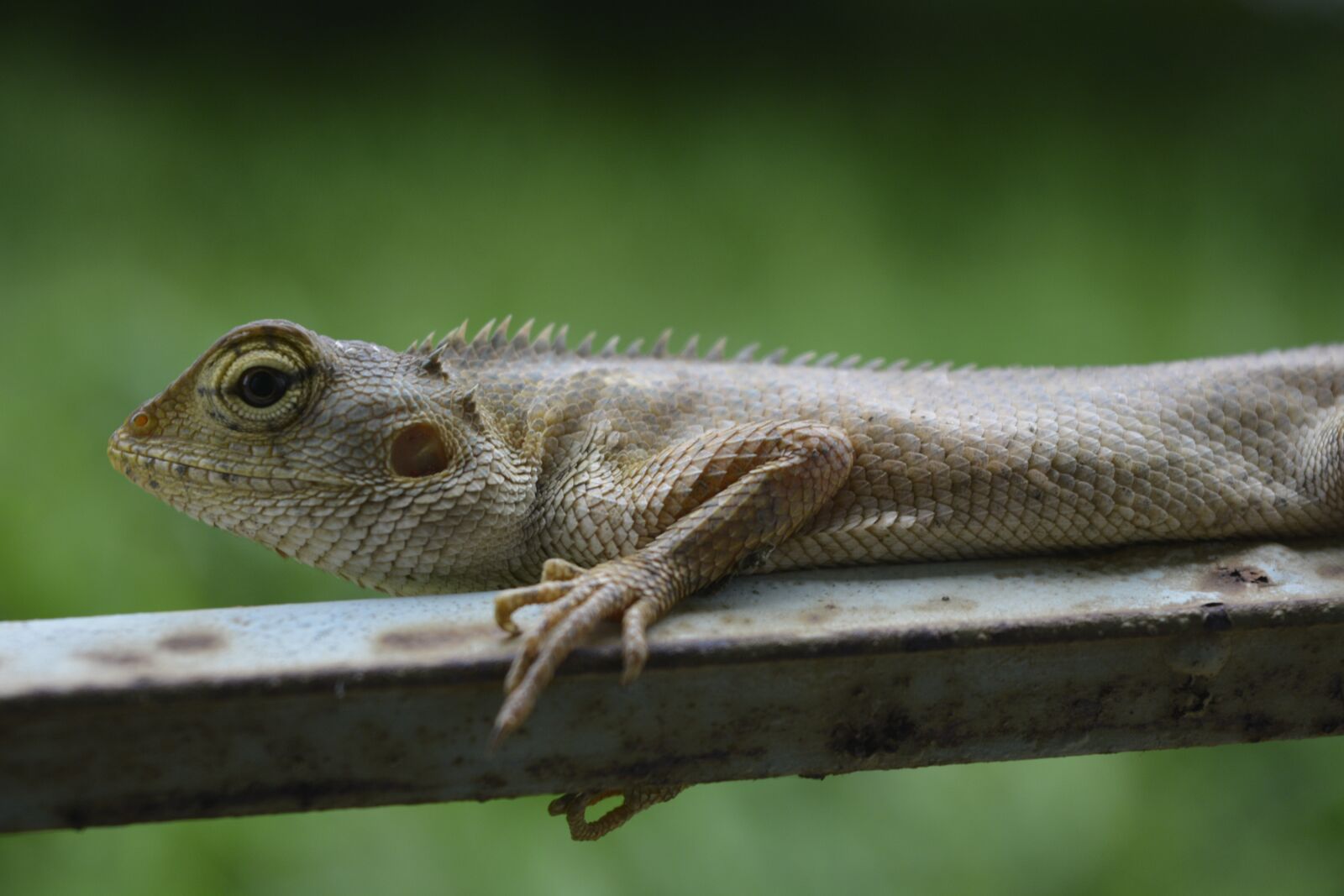 Nikon D5200 sample photo. Lizard, chameleon, reptile photography