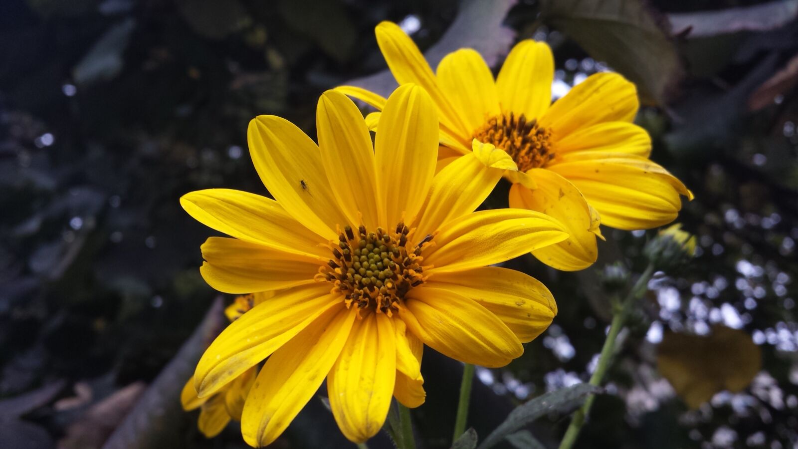 Samsung Galaxy S4 sample photo. Margaret, flower, yellow photography