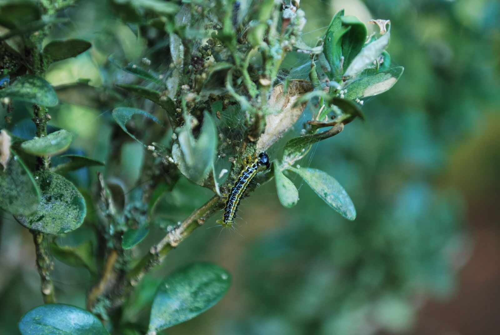 Nikon D60 sample photo. Caterpillar, nature, insect photography