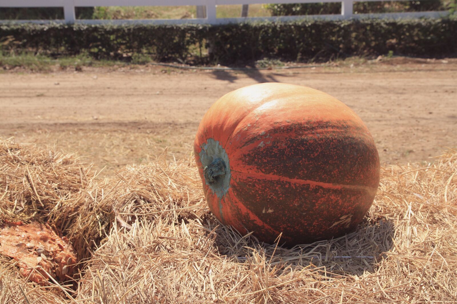 Canon EOS 7D sample photo. Farm, festival, food photography
