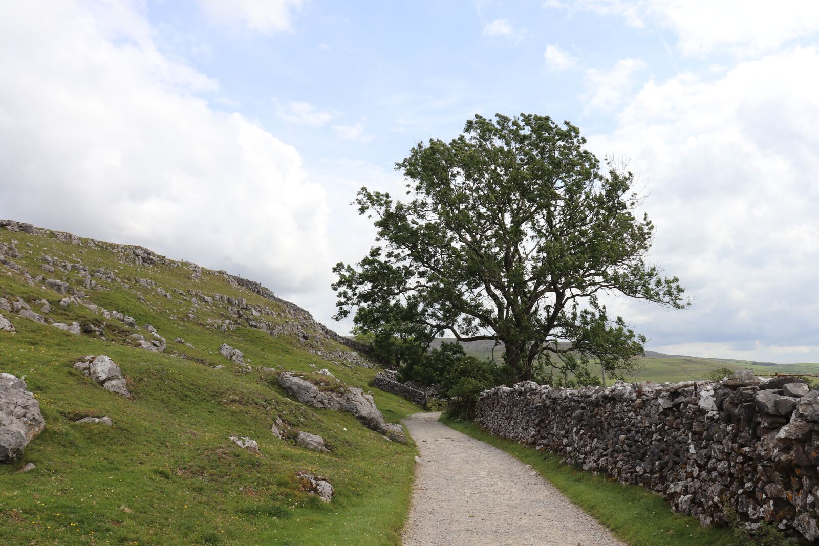 Canon EOS 77D (EOS 9000D / EOS 770D) sample photo. Away, tree, yorkshire photography