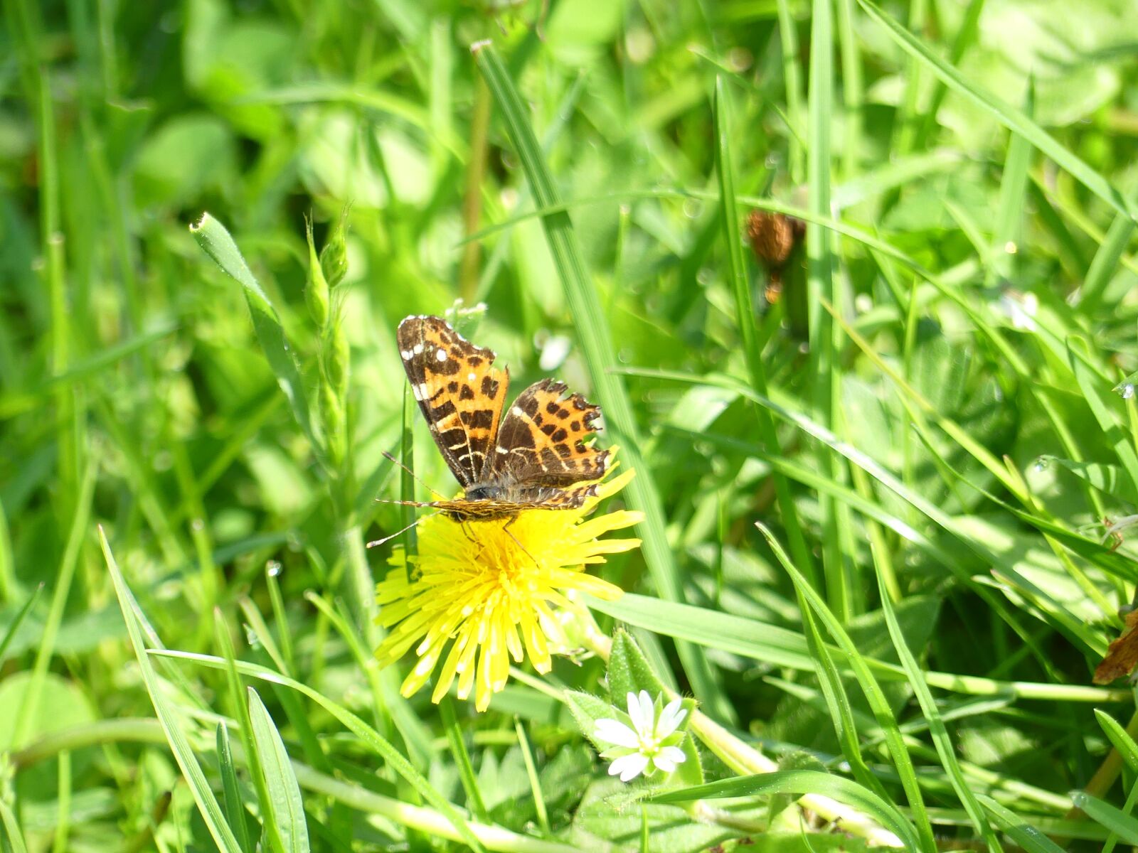 Panasonic Lumix DMC-FZ300 sample photo. Butterfly, insect, nature photography
