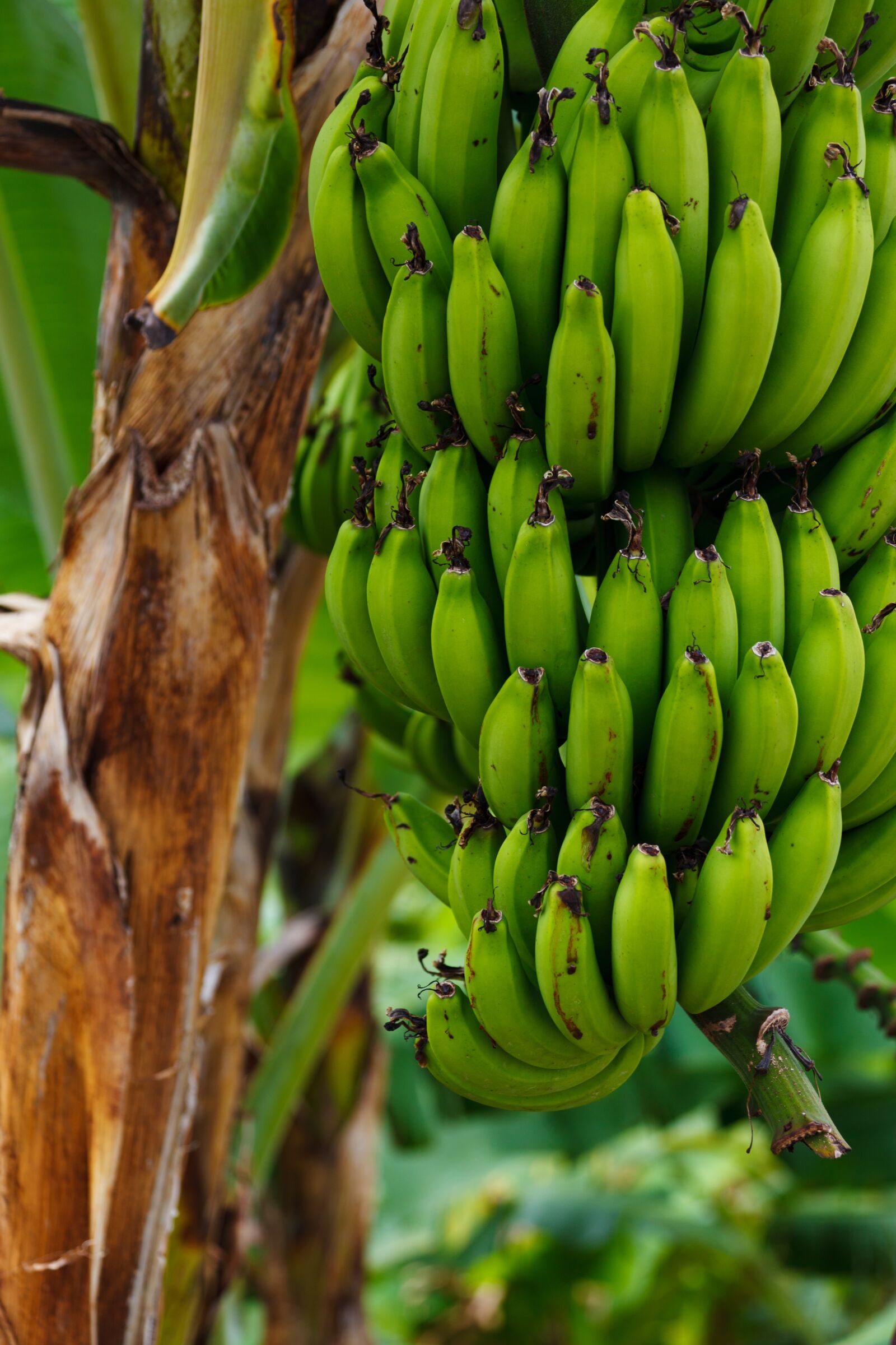 Canon EOS 5D Mark II sample photo. Food, nature, agriculture, green photography
