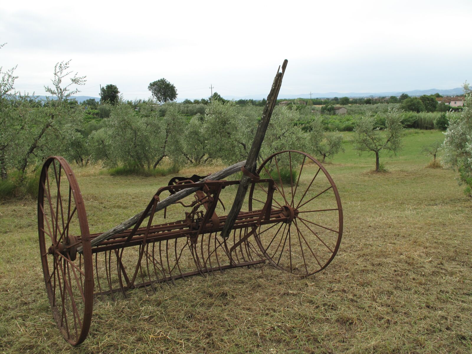 Canon PowerShot G10 sample photo. Olives, orchard, farmland photography