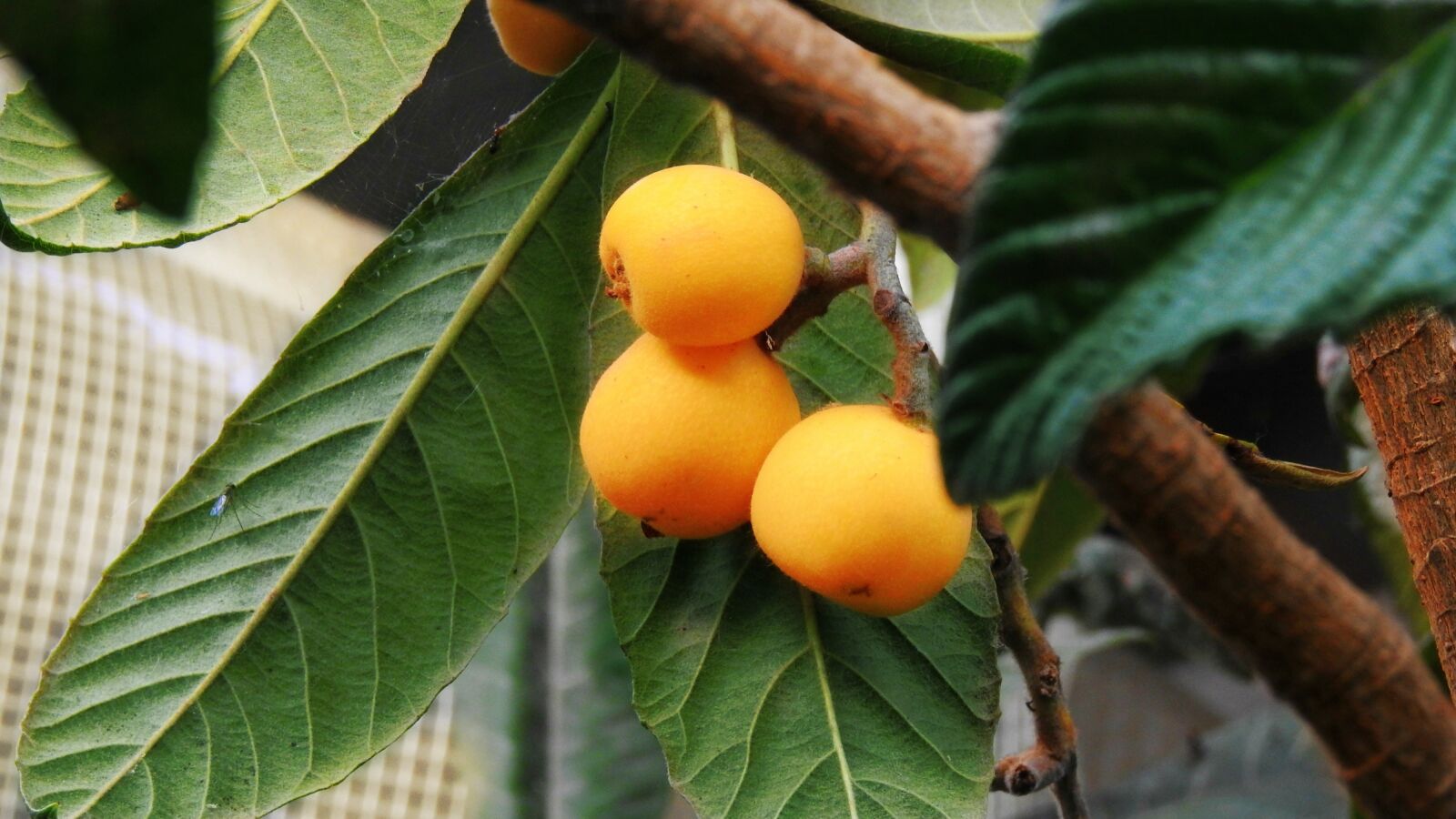 Nikon Coolpix P900 sample photo. Fruit, mature, juicy photography