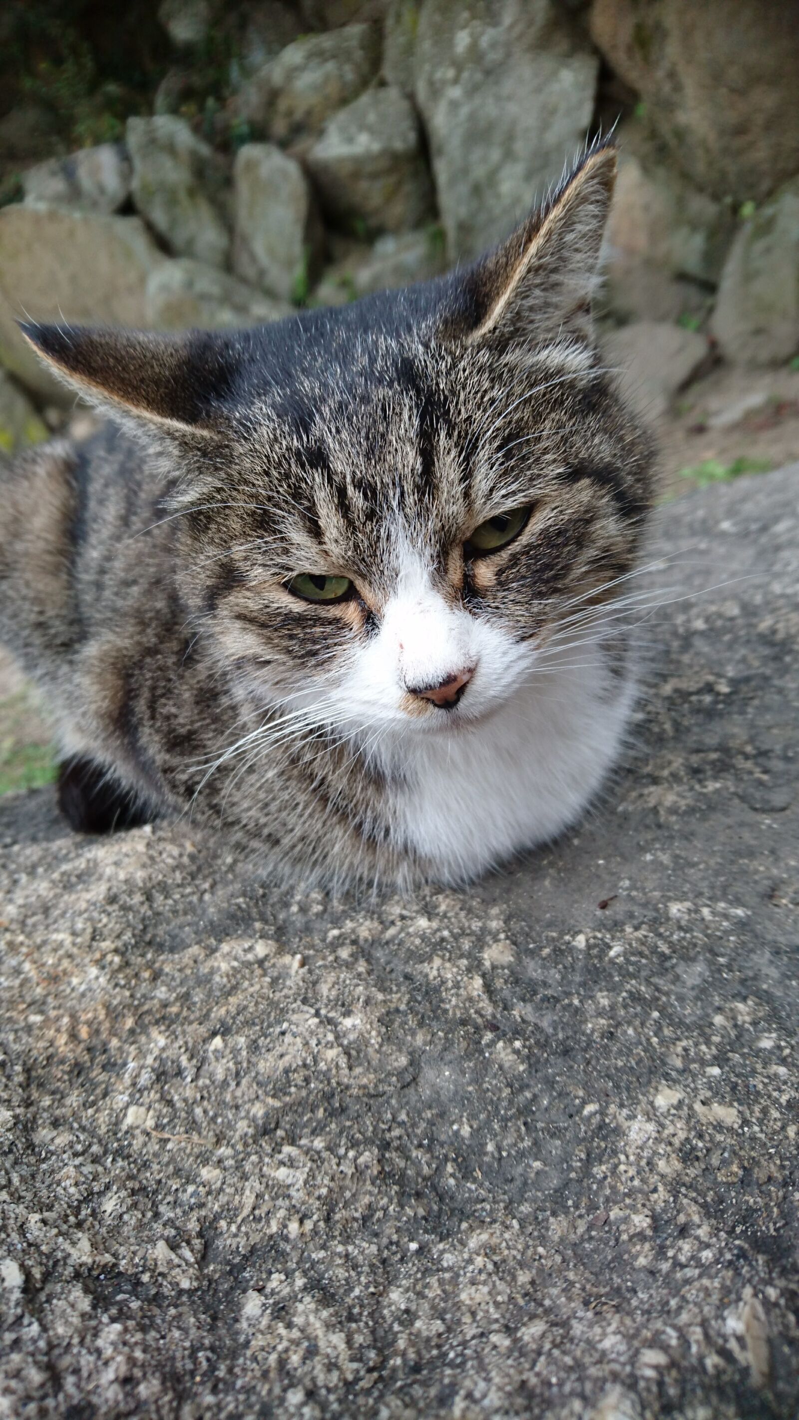 Sony Xperia Z5 sample photo. Cat photography