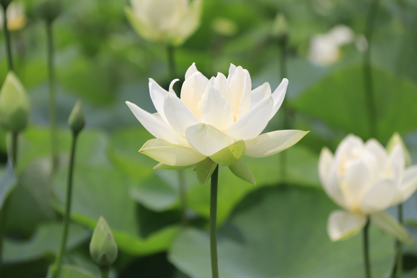 Canon EOS 800D (EOS Rebel T7i / EOS Kiss X9i) sample photo. Lotus, pond, flower photography