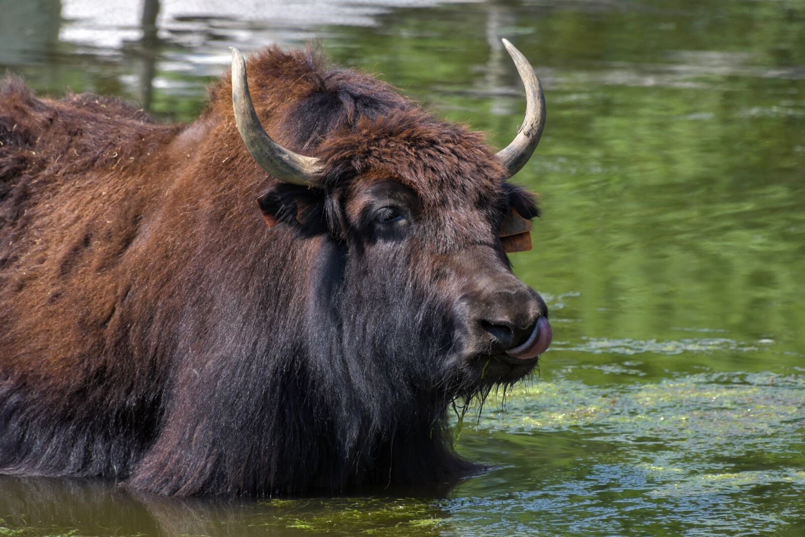 Nikon D500 sample photo. Yak, mare, cow photography