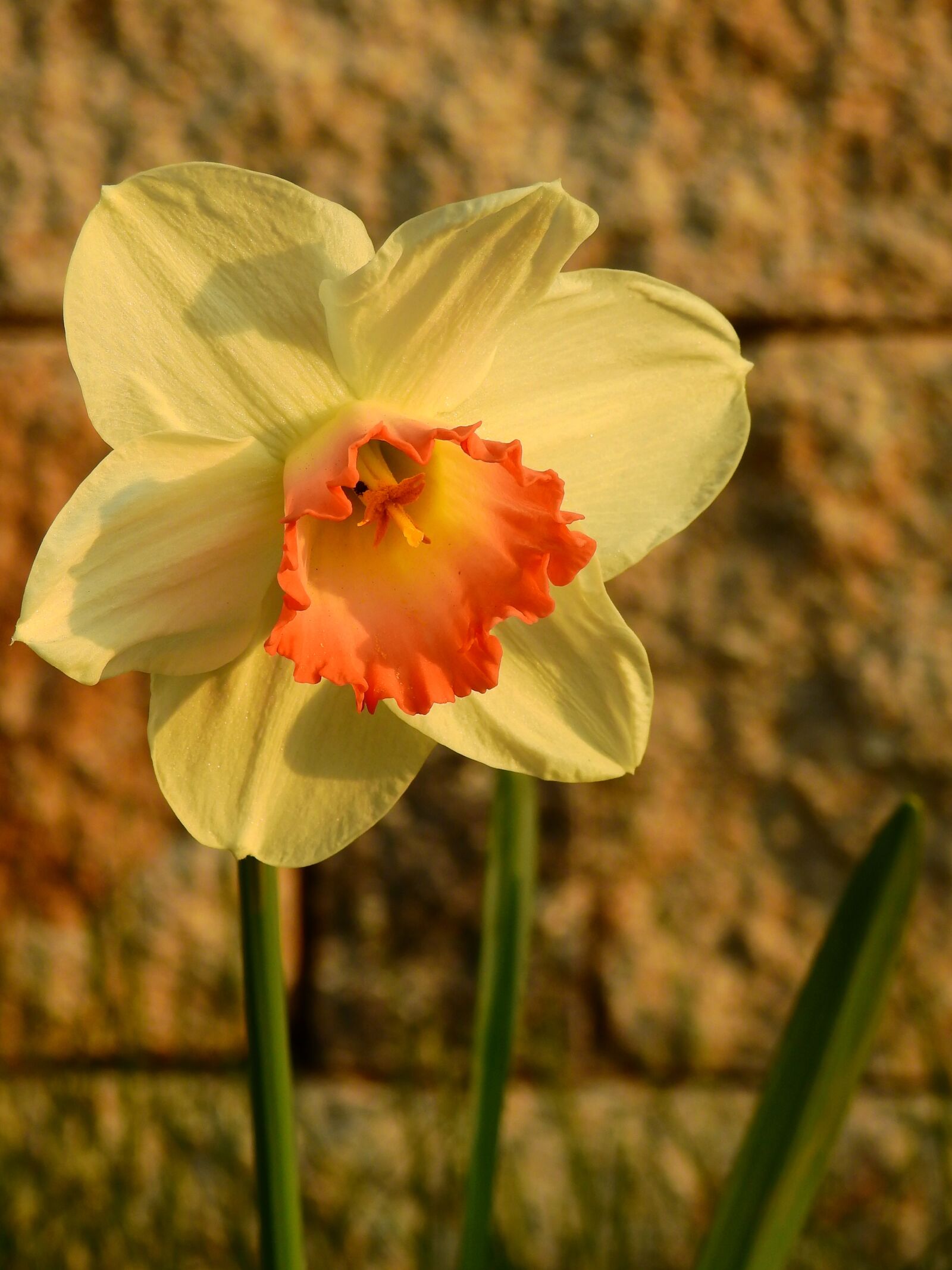 Nikon Coolpix P900 sample photo. Daffodils, osterglocken, easter photography