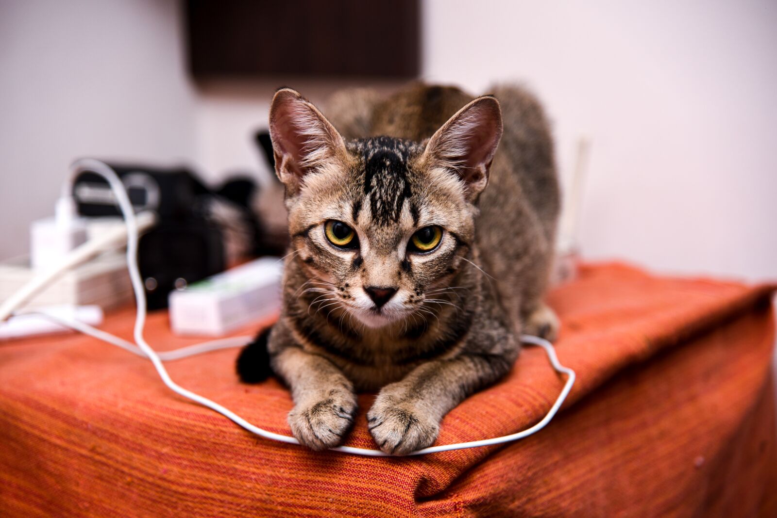 Nikon D750 sample photo. Fifi, cat, brown photography