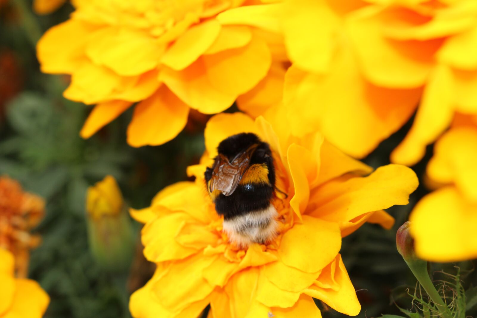 Canon EOS 100D (EOS Rebel SL1 / EOS Kiss X7) sample photo. Flowers, bumblebee, bright photography