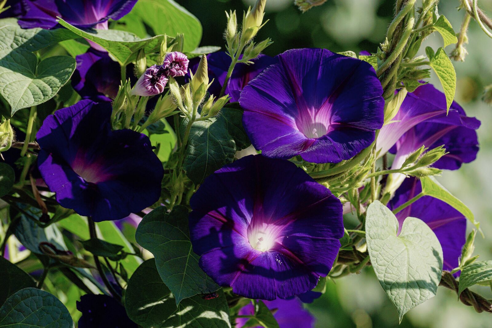 Sony DT 55-300mm F4.5-5.6 SAM sample photo. Superb thread, violet, climber photography