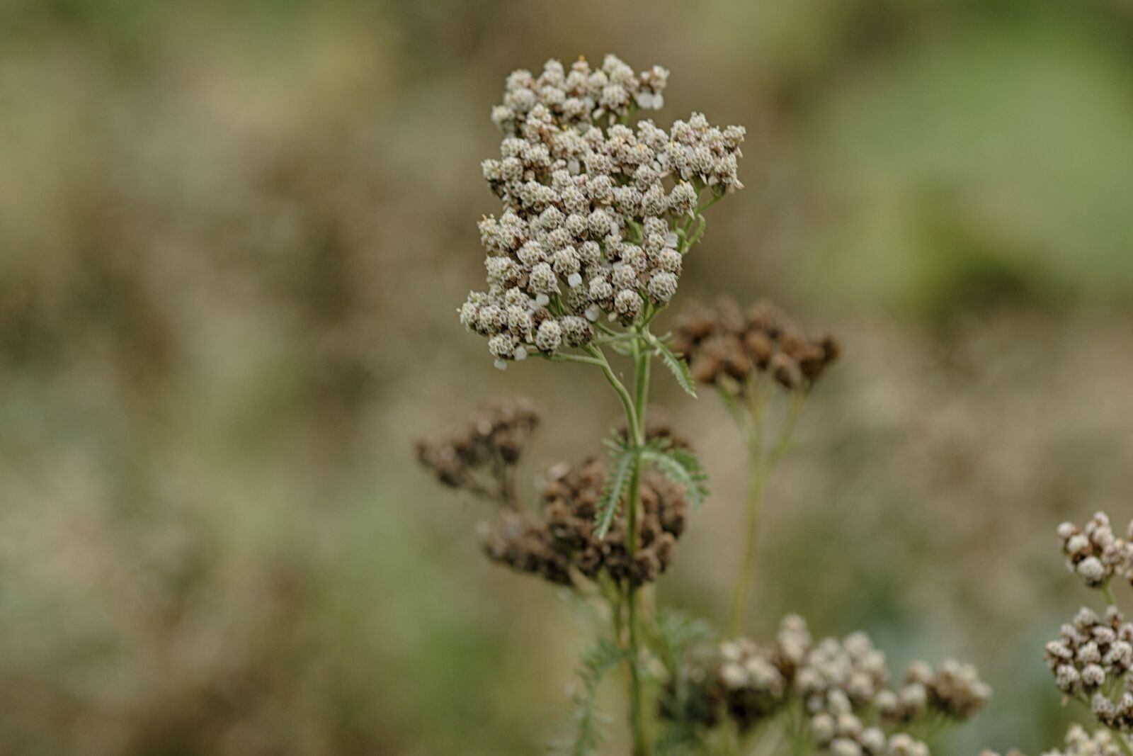 Canon EOS 7D Mark II + Canon EF 135mm F2L USM sample photo. Wild flower, plant, nature photography