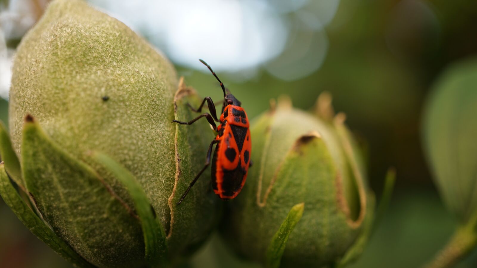 Sony E 30mm F3.5 Macro sample photo. Fire beetle, hibiscus, bud photography