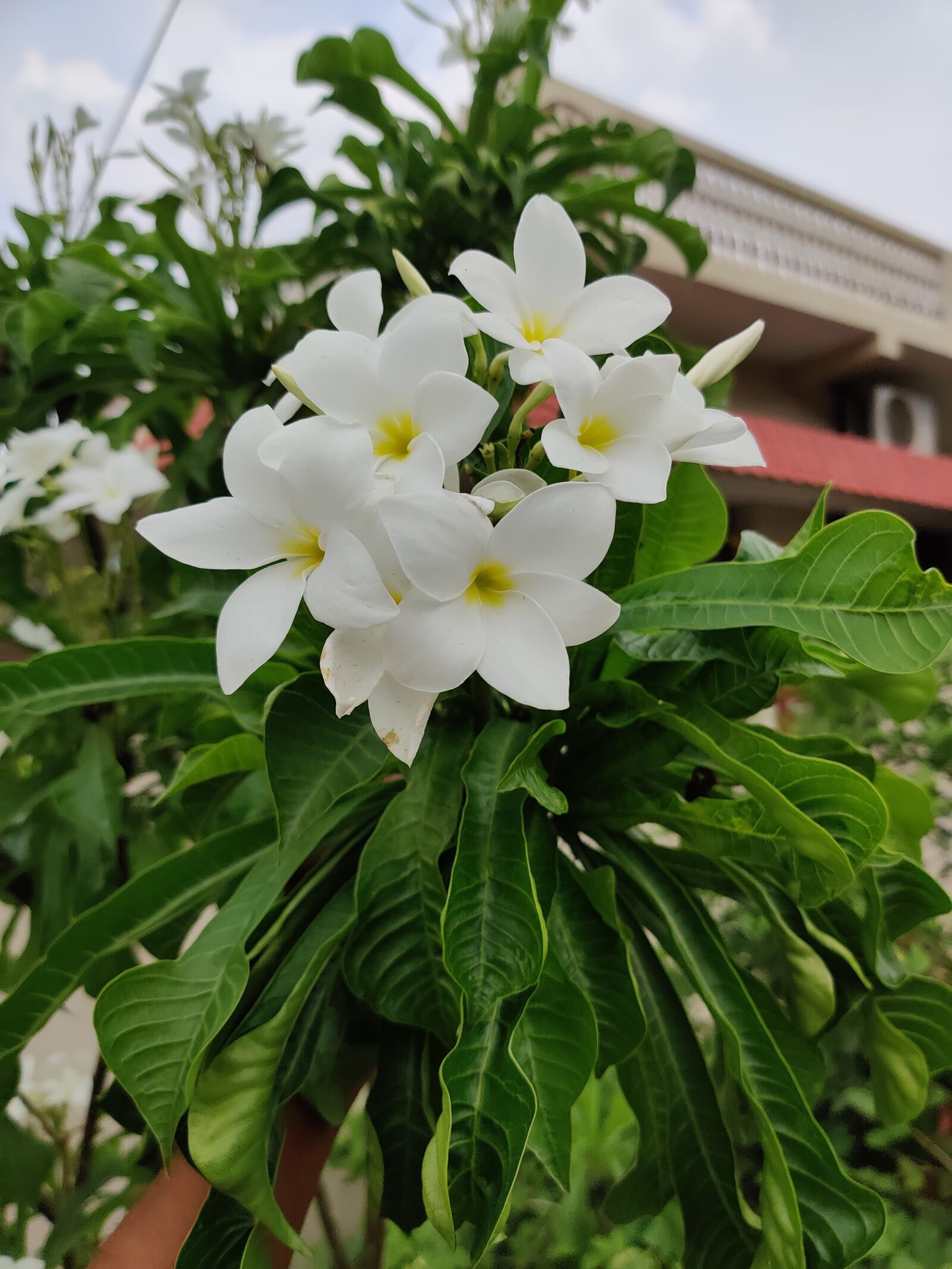OnePlus GM1911 sample photo. White flowers, flowers, green photography