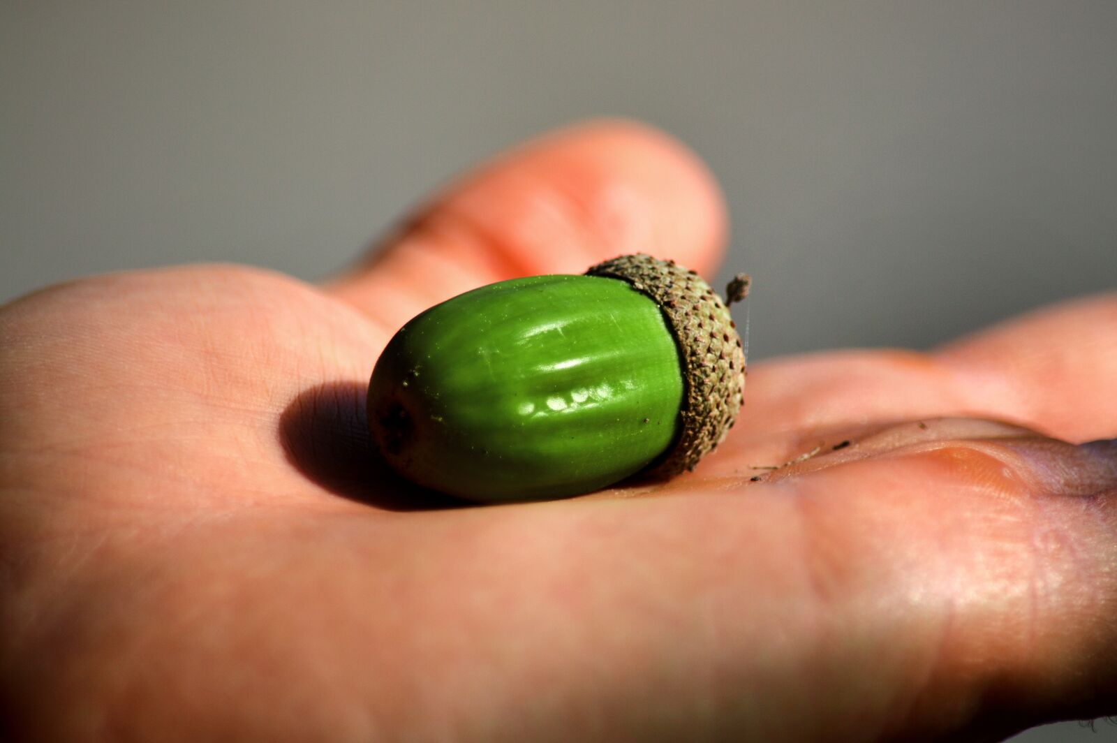 Nikon D3200 sample photo. Acorn, nut, hand photography