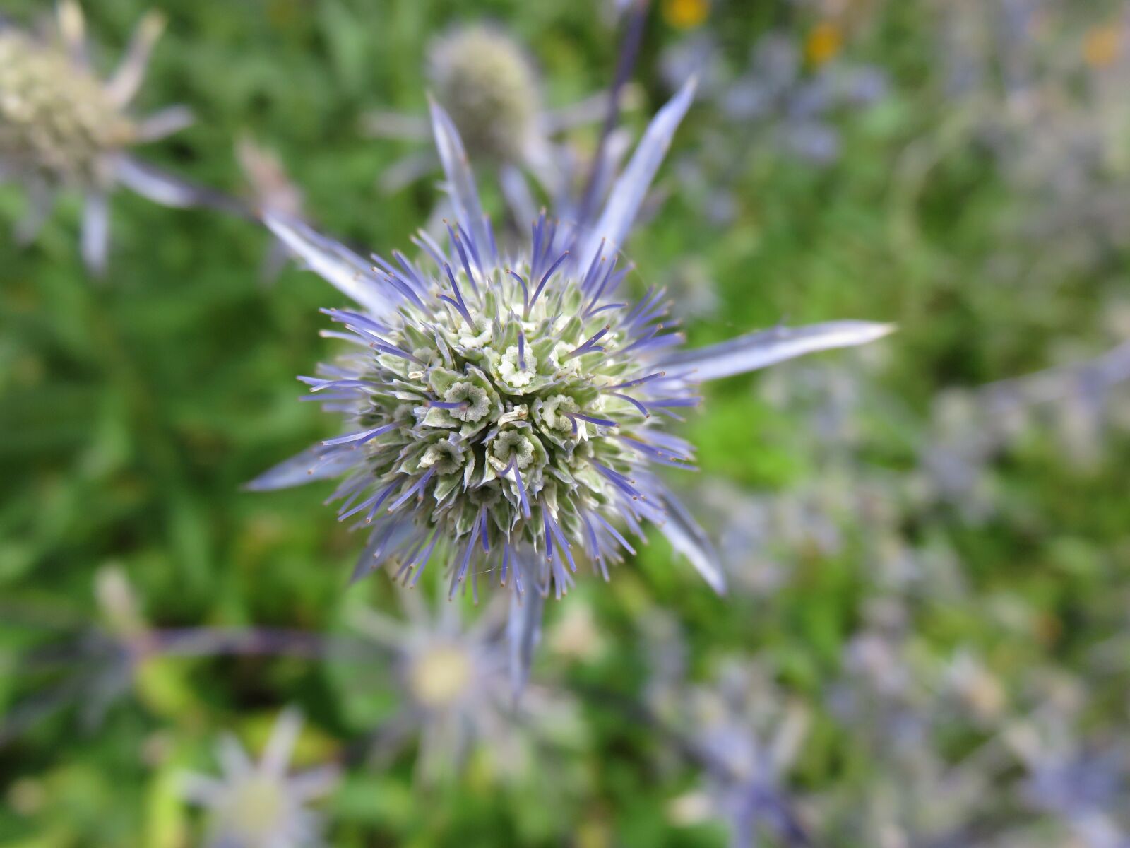 Canon PowerShot SX700 HS sample photo. Eryngium, bloom, flower photography