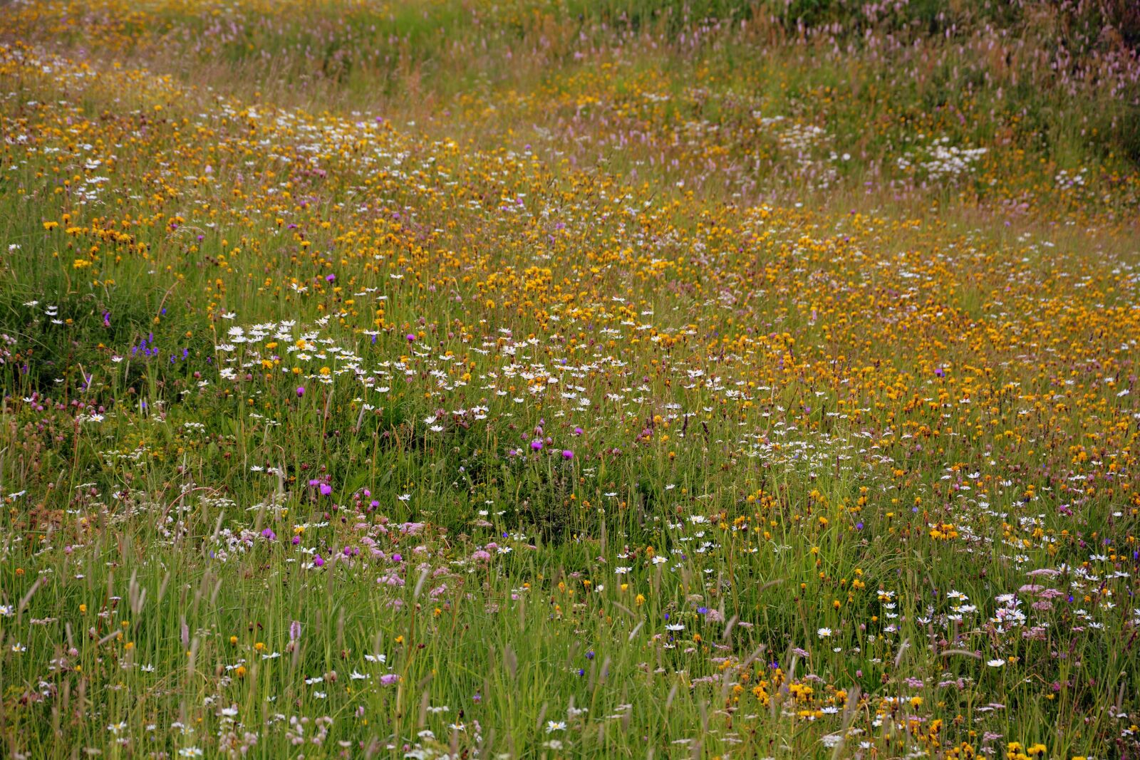 Nikon D7100 sample photo. Prato, flowers, mountain photography