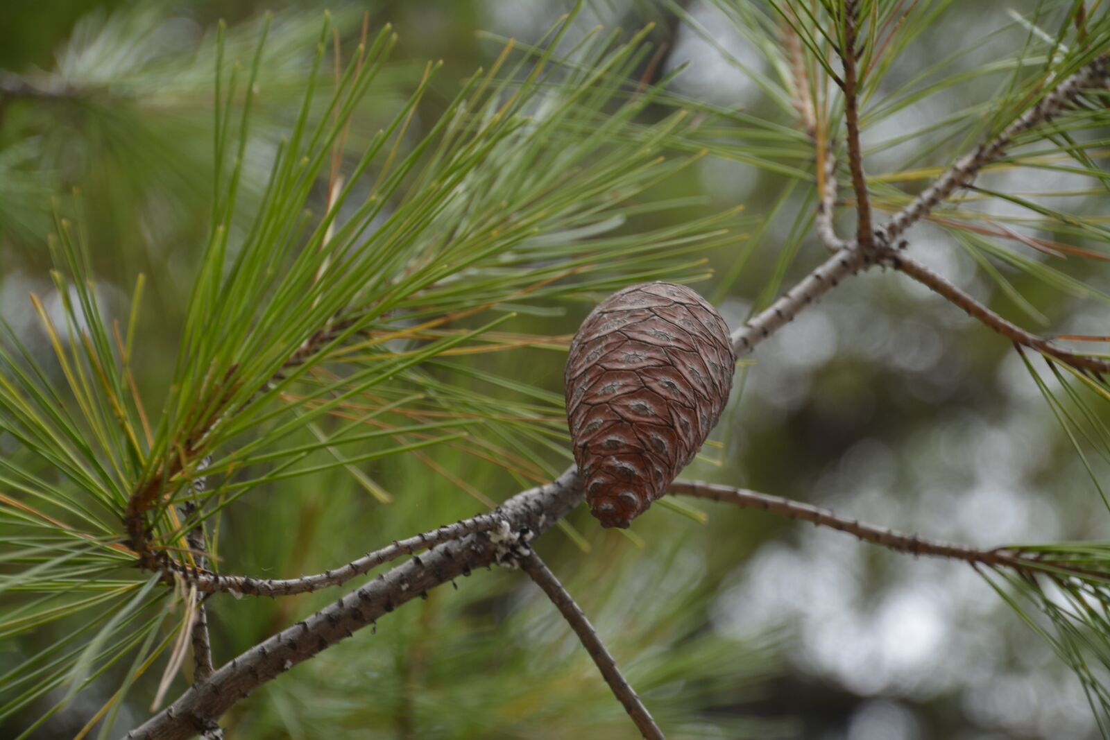 Nikon D5200 sample photo. Pine cone, coniferous, iglak photography