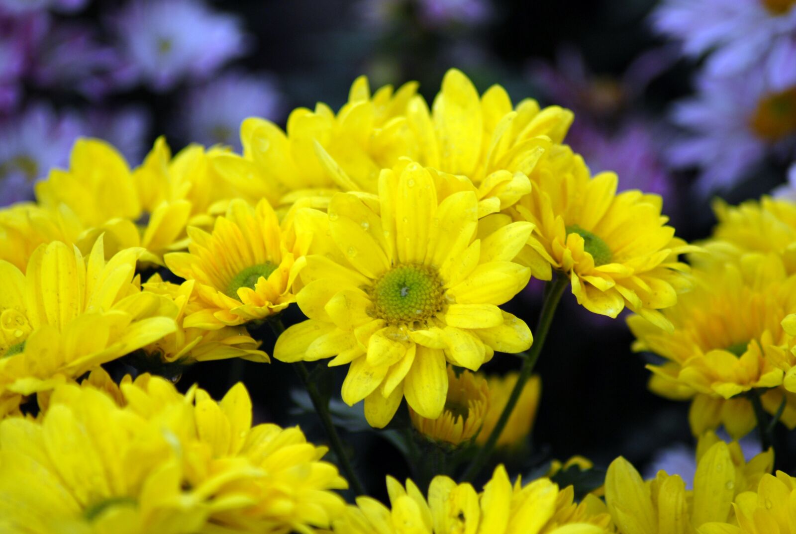 Nikon D200 sample photo. Flower, nature, flora photography
