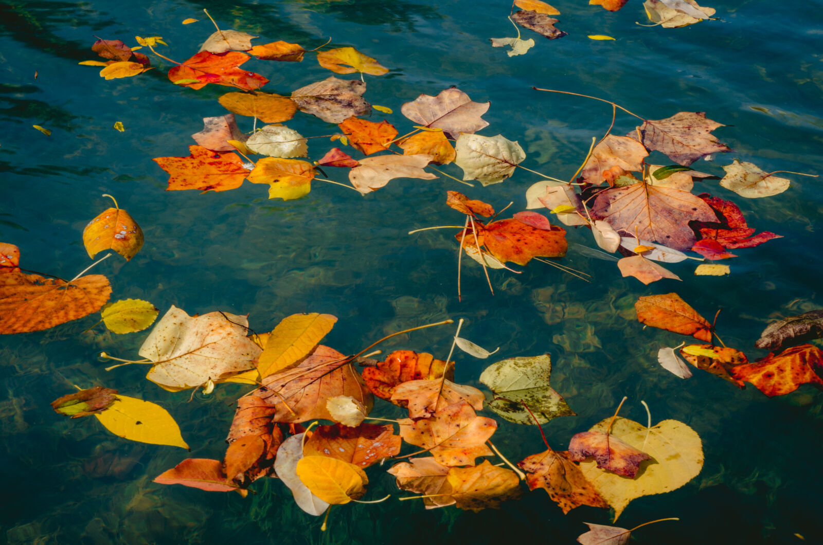 Nikon D7000 sample photo. Autumn, creek, fall, float photography