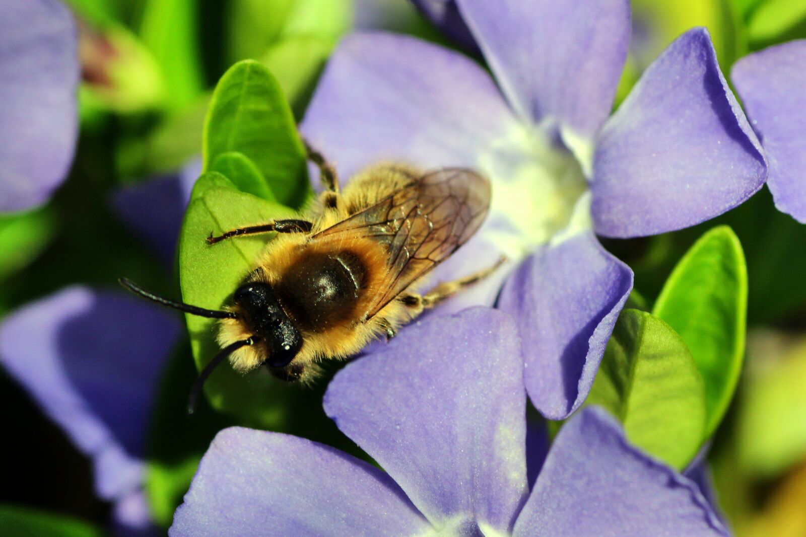 Tamron SP 90mm F2.8 Di VC USD 1:1 Macro sample photo. Bee, always, honey bee photography