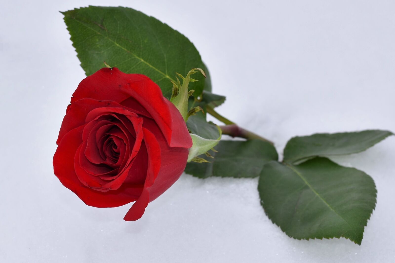Nikon D5600 sample photo. Red rose in snow photography