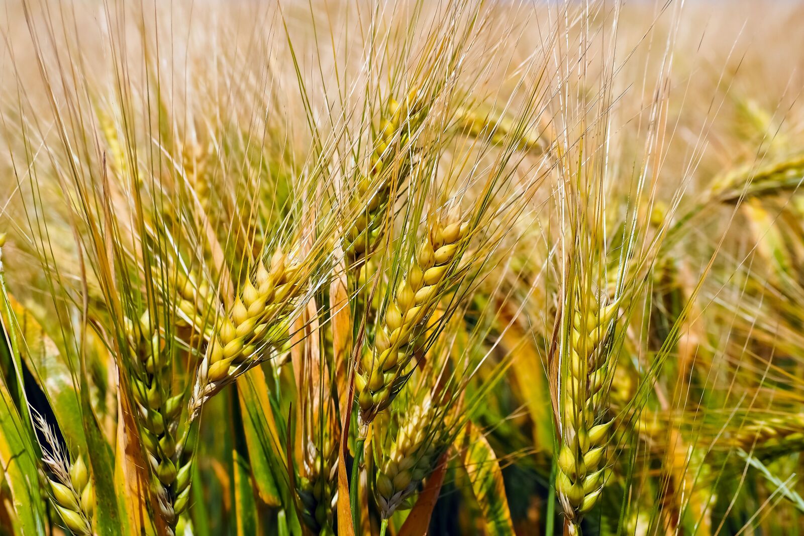 Olympus OM-D E-M10 sample photo. Grain, cornfield, field photography