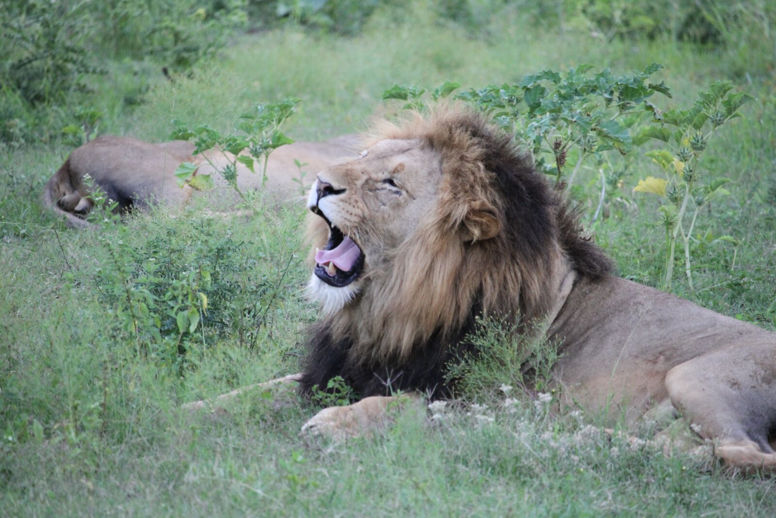 Canon EOS 7D + Canon EF-S 55-250mm F4-5.6 IS STM sample photo. Lion, yawn, wildlife photography
