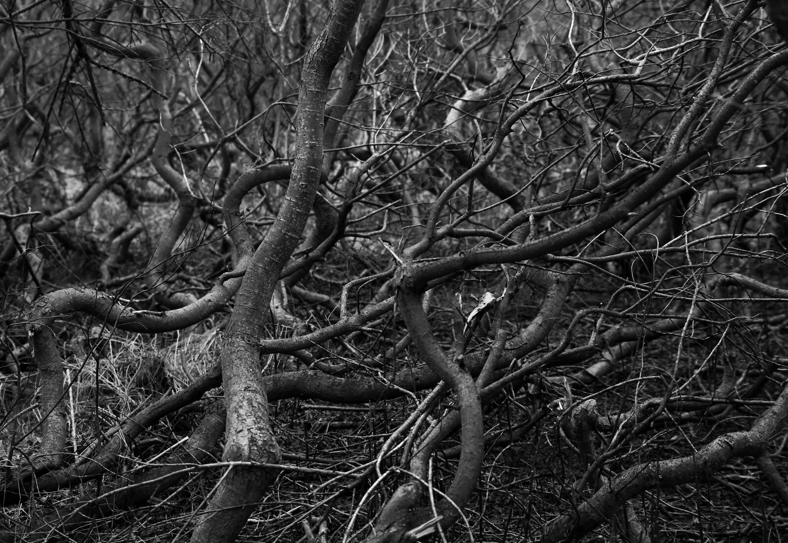 Canon EOS 6D sample photo. Tree, wood, background photography