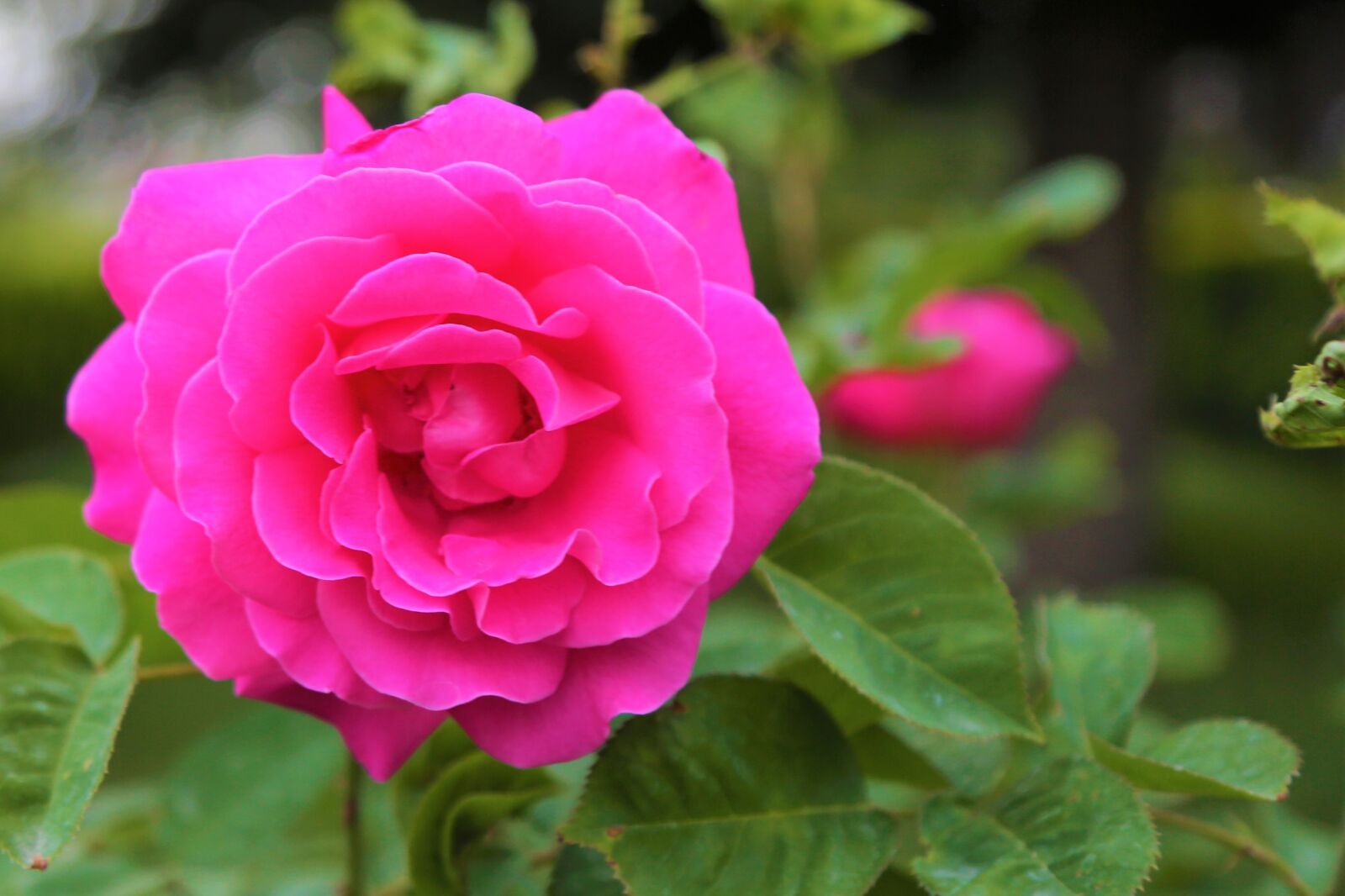 Canon EF 24-105mm F4L IS USM sample photo. Rose, pink roses, flower photography