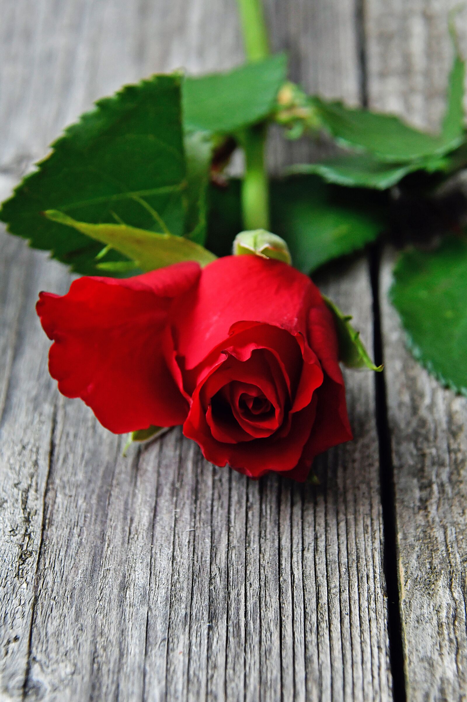 Nikon D3200 sample photo. Red, red rose, love photography
