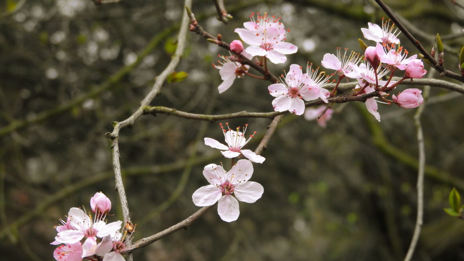 Nikon Coolpix P610 sample photo. Pink flowers, romantic, tenderly photography