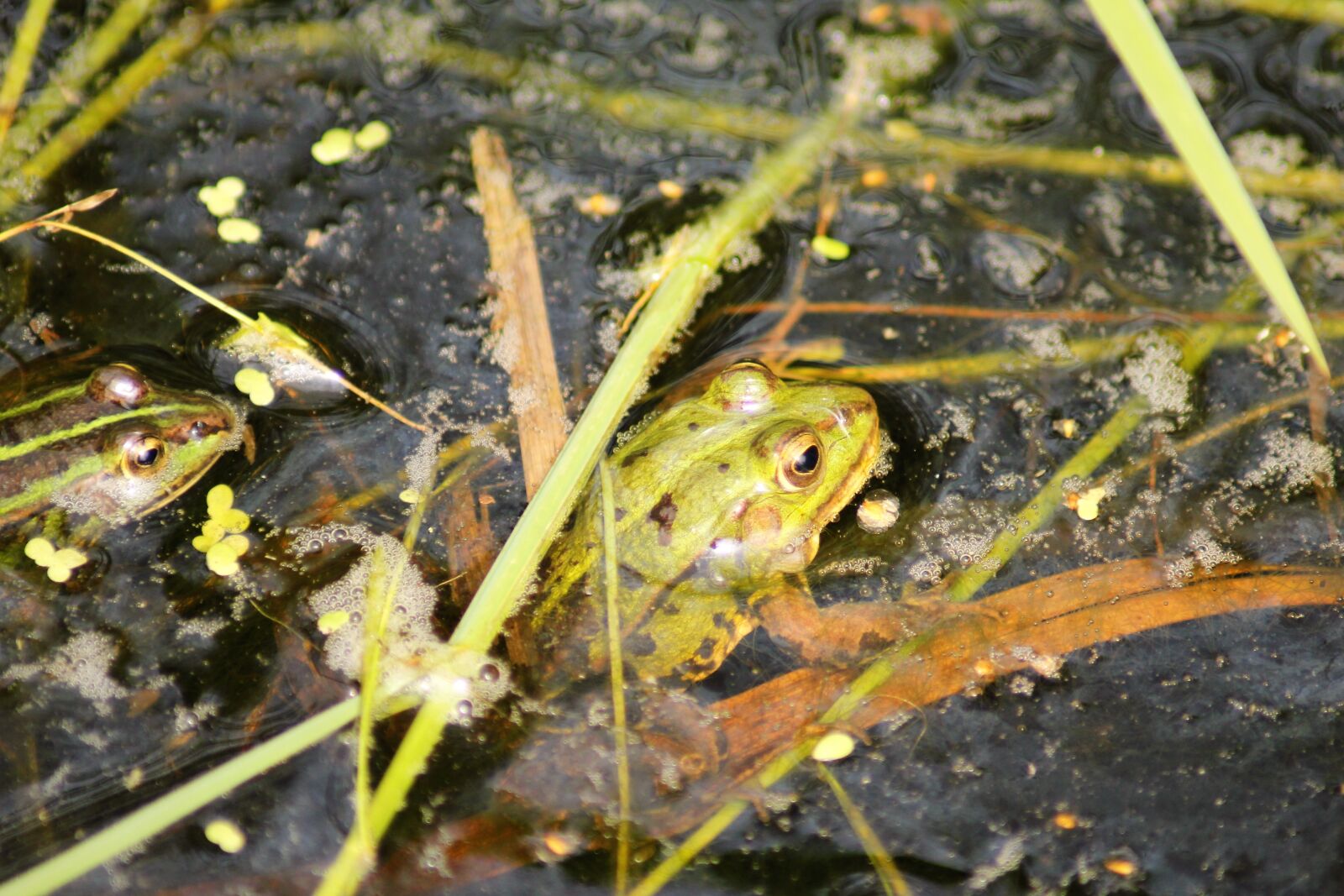 Canon EOS 1200D (EOS Rebel T5 / EOS Kiss X70 / EOS Hi) sample photo. Frog, nature, pond photography