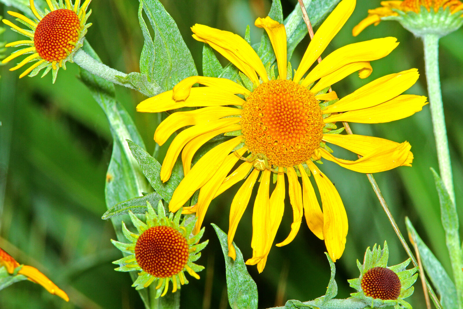 Canon EF 300mm F4L IS USM sample photo