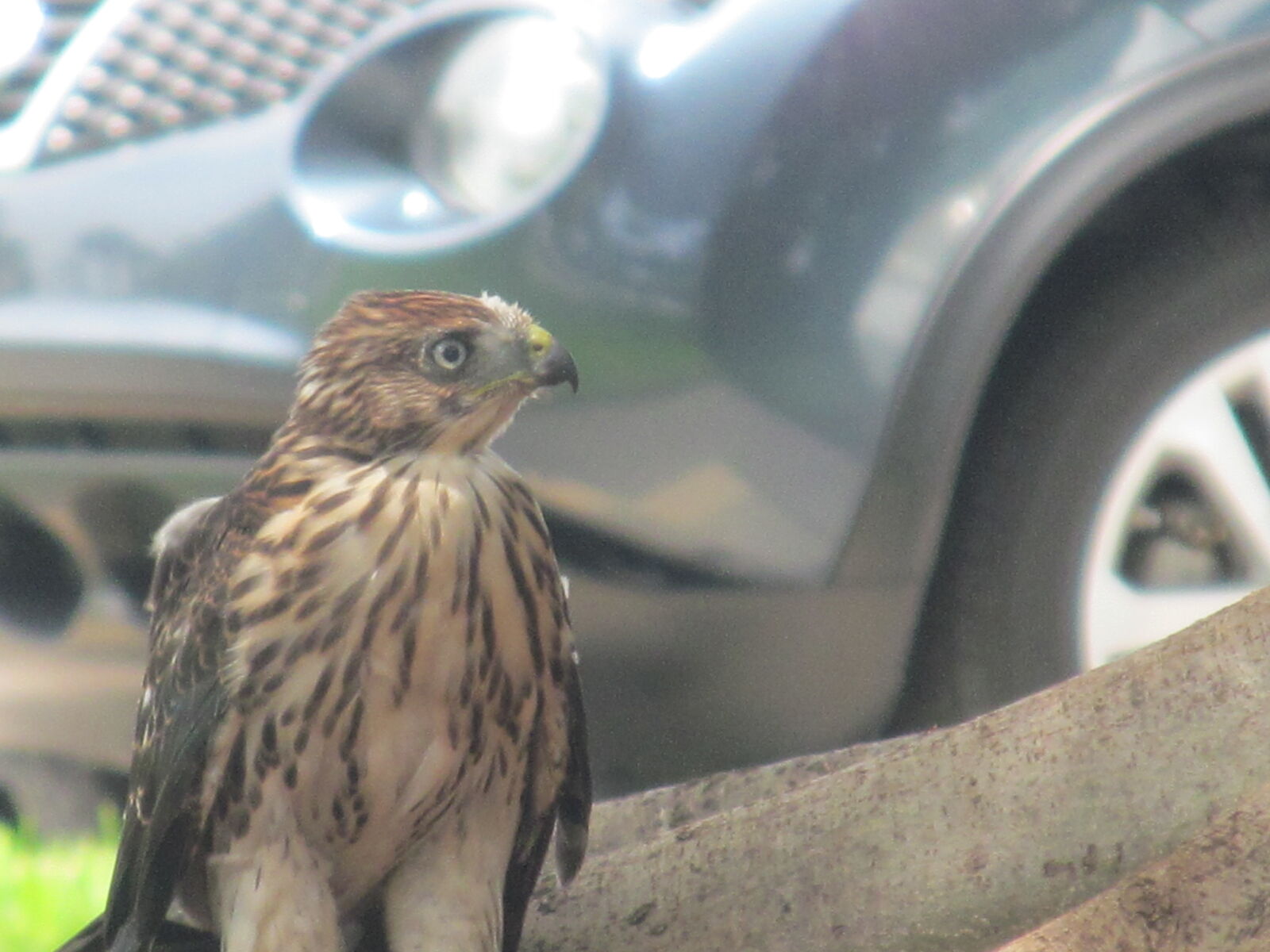 Canon PowerShot SX150 IS sample photo. Baby, bird photography