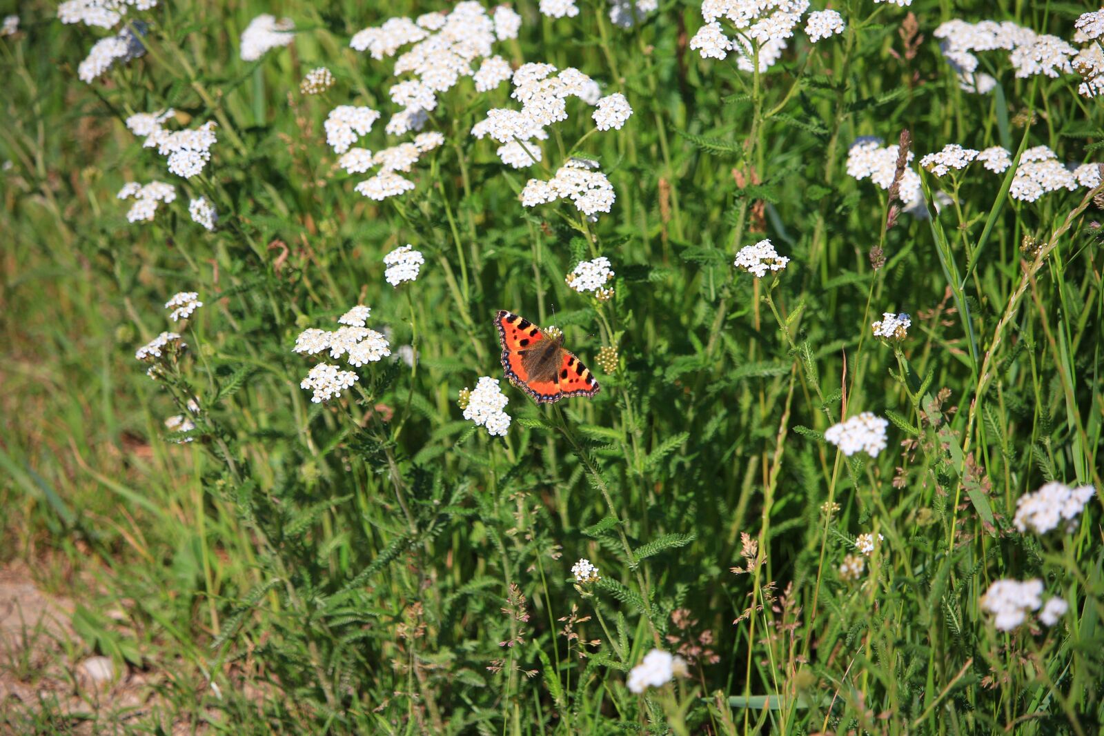 Canon EOS 60D + Canon EF-S 55-250mm F4-5.6 IS STM sample photo. Schmetterling mit blumen, butterfly photography