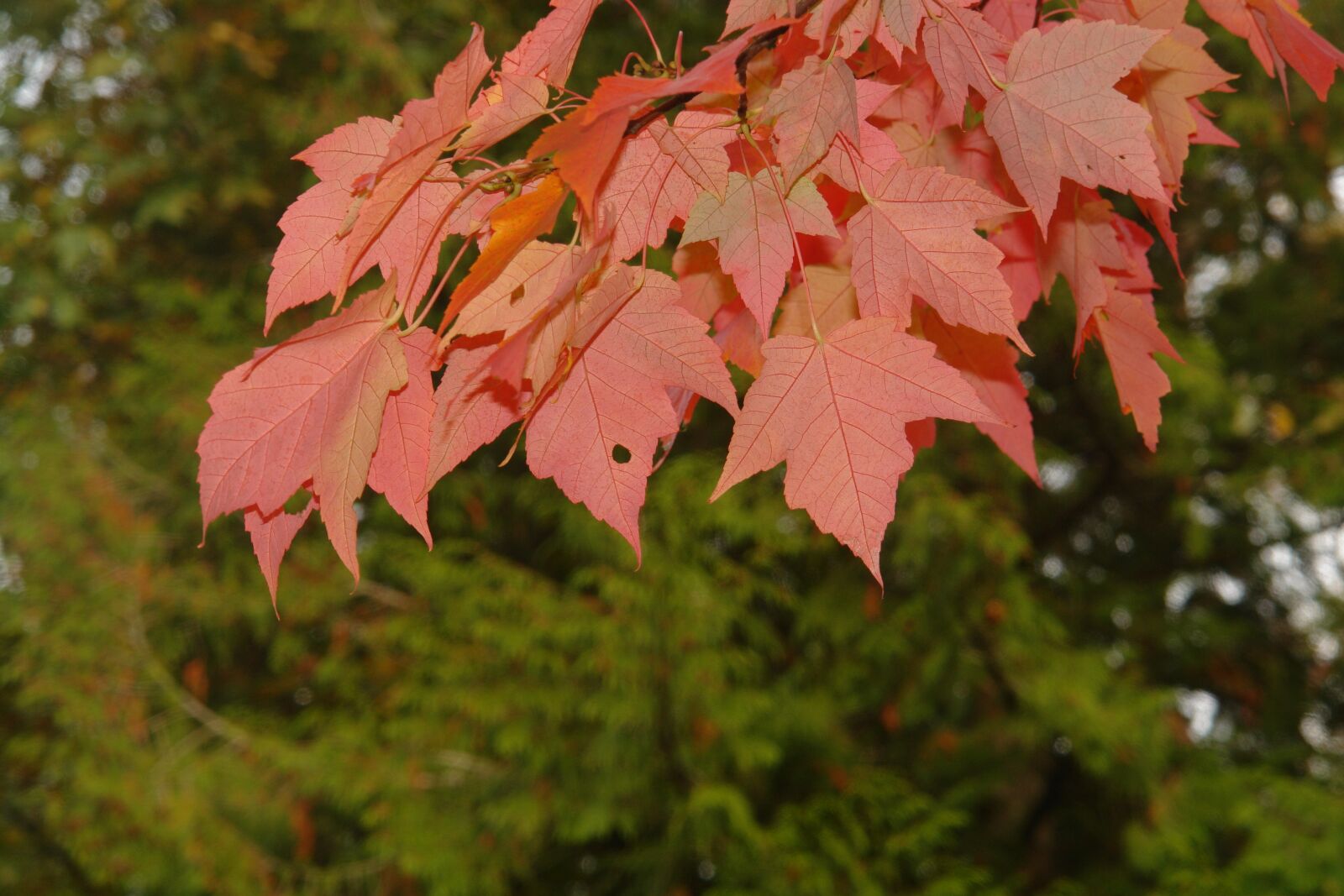 Sony DSC-R1 sample photo. Maple, tree, red photography