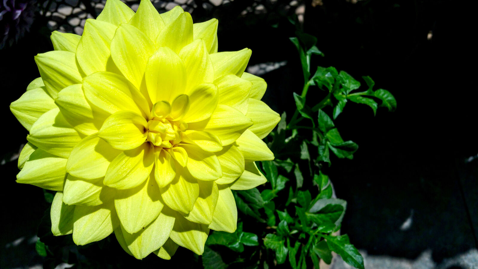 Samsung Galaxy Note4 sample photo. Beautiful, bloom, blooming, blur photography