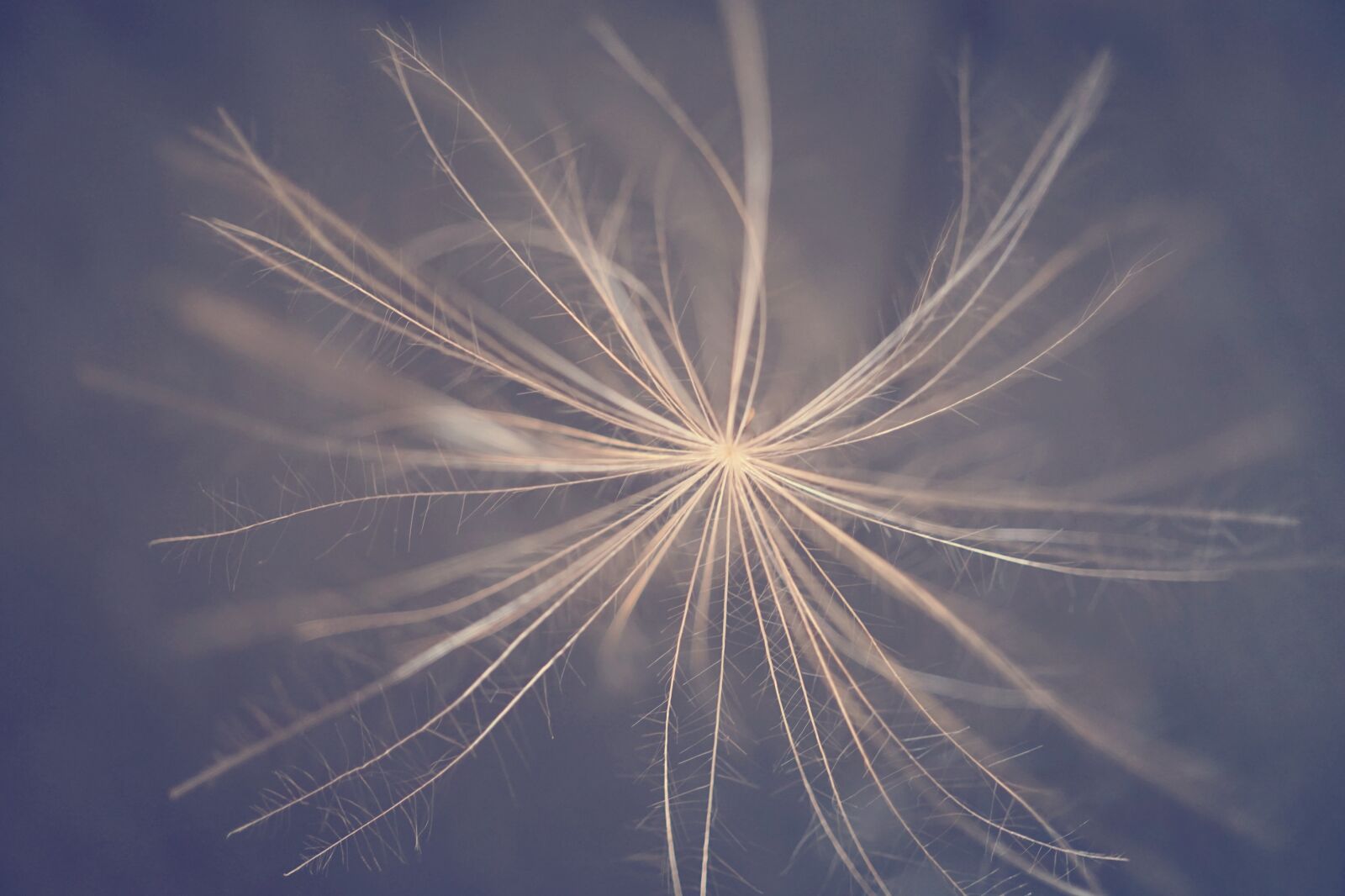 Sony a6000 sample photo. Flying seeds, seeds, blossom photography