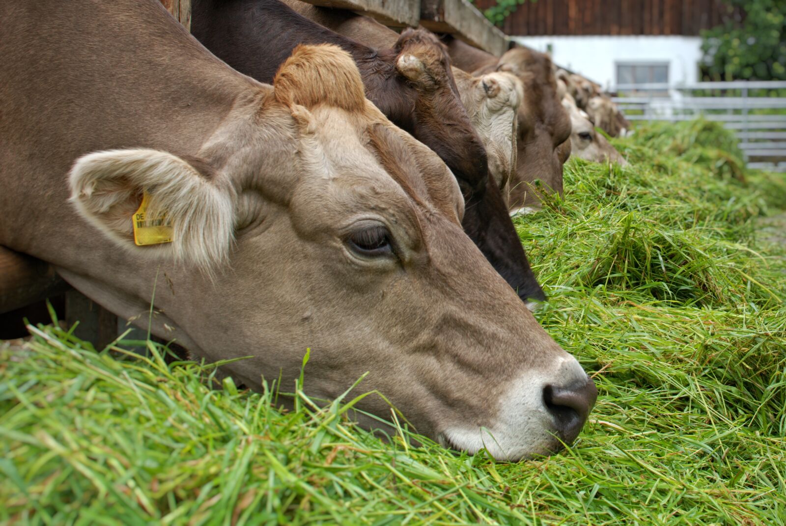Nikon D7100 sample photo. Food, eat, grass photography