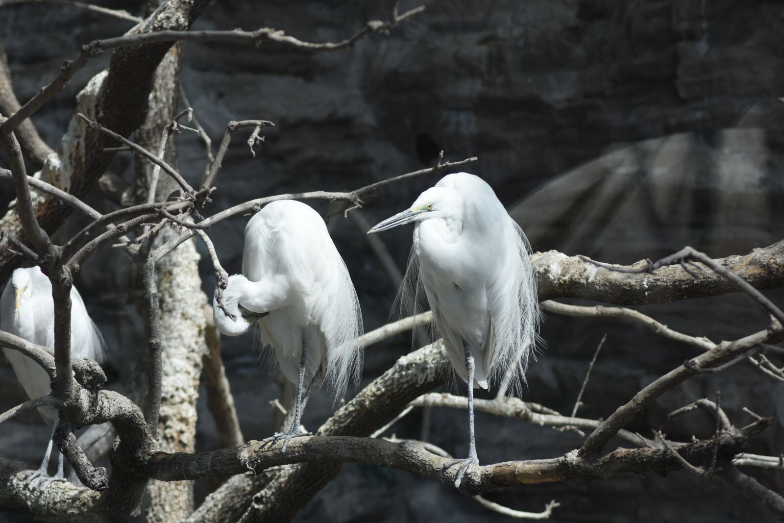 Nikon D7200 sample photo. New, cuteness, white photography