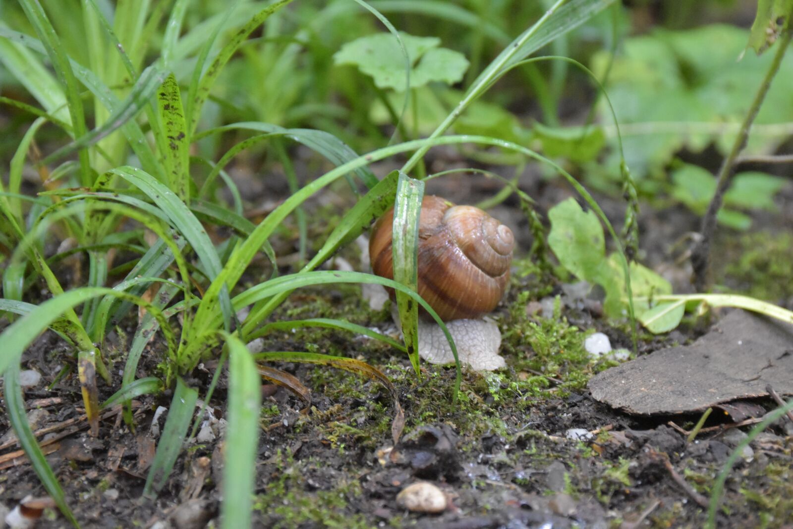 Nikon D5600 sample photo. Snail, crawl, nature photography