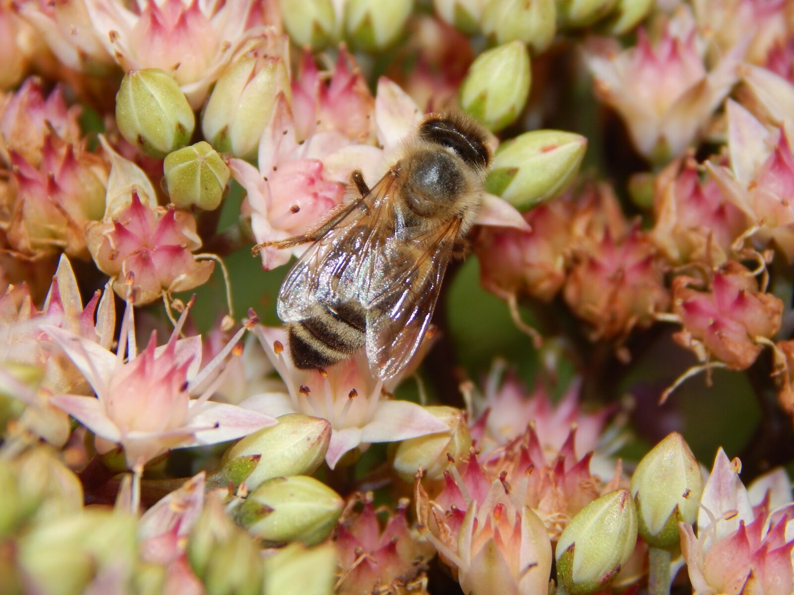 Nikon Coolpix L830 sample photo. Bee, insect, flower photography