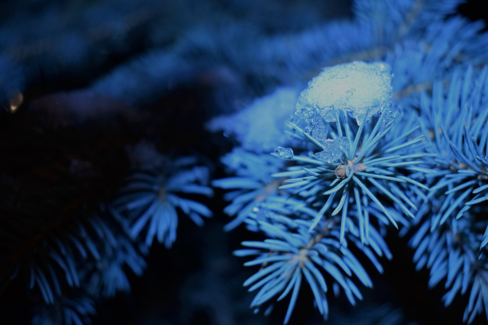 Nikon D5300 sample photo. Winter, nature, beautiful photography