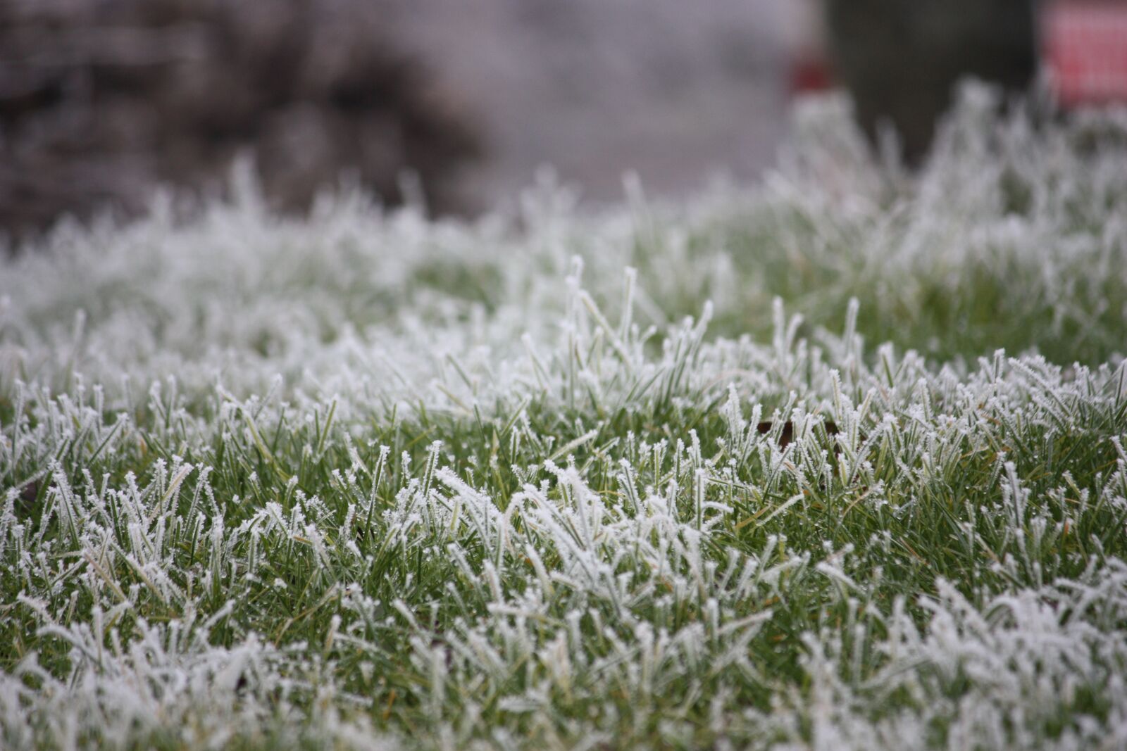 Canon EOS 450D (EOS Rebel XSi / EOS Kiss X2) sample photo. Frost, grass, prairie photography